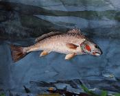 温斯洛荷默 - Channel Bass, Florida